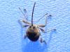 Curculio glandium